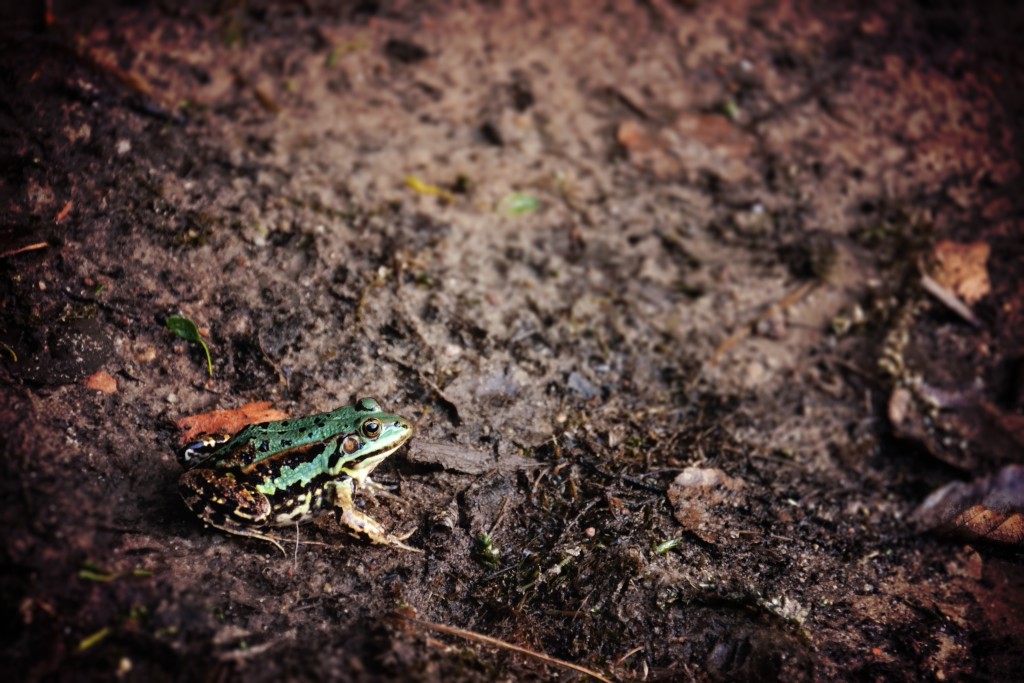 Productivity involves tackling your frog first