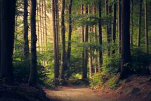 lukasz-szmigiel-33891-unsplash lukasz-szmigiel-33891-unsplash